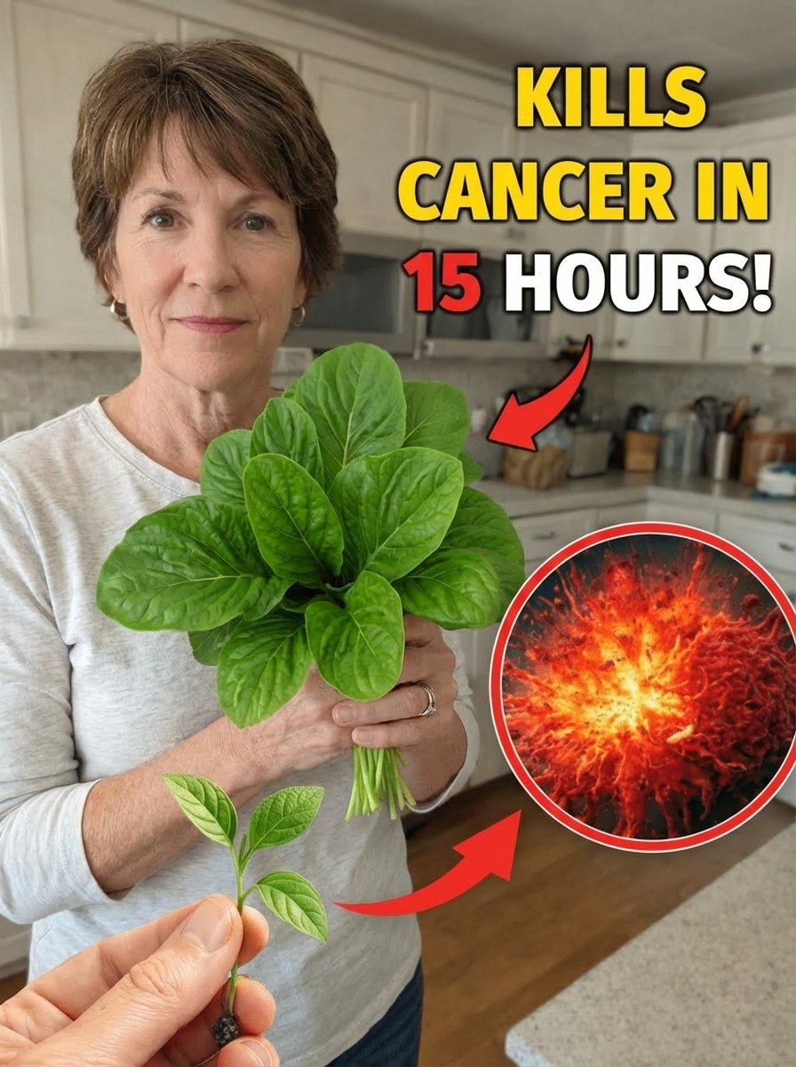 The ONE 'Miracle Leaf' Hiding 7 Health Secrets That Could Change Your Life Forever – Don't Miss Out!