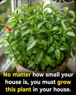 Forget Everything You Know: THIS Tiny Plant Is the Secret Weapon Every Small Home NEEDS (And Why You're Missing Out!)