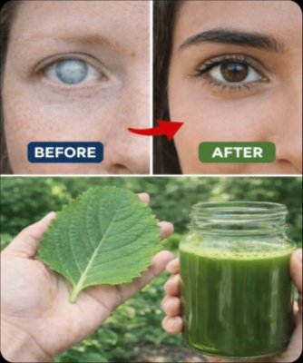 Blurry Vision No More? Millions Are Turning to THIS Ancient Plant for Crystal-Clear Sight – The Simple Recipe Inside!