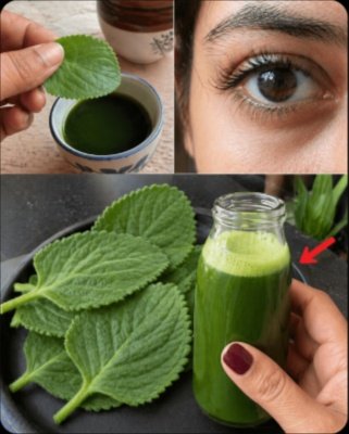 Unlock Sharper Vision: 10 Shocking Ways This Everyday Herb Can Revitalize Your Tired Eyes!