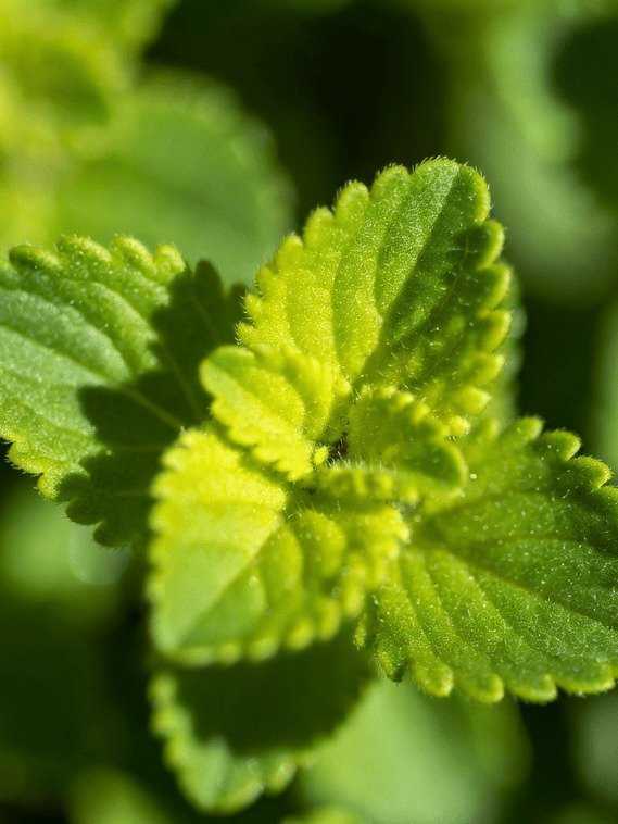 The Unassuming Plant Millions Are Turning To For Crystal-Clear Vision (And Why You Should Too!)